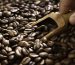 effects and side effects of excessive coffee