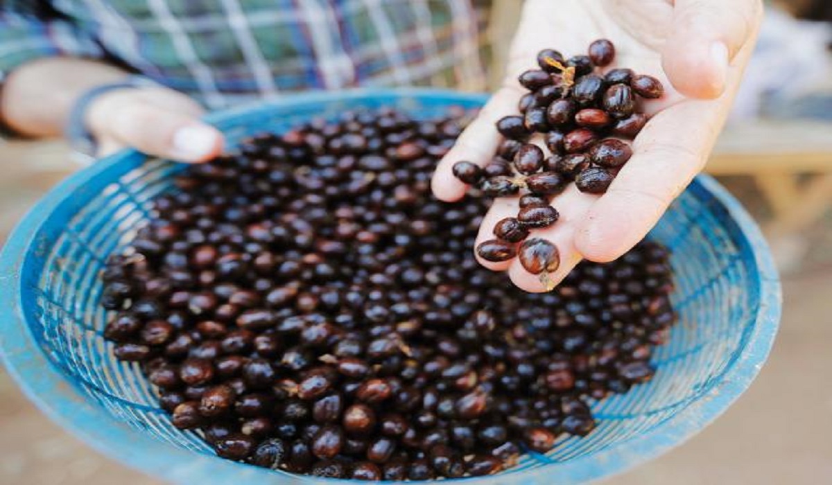 قهوه مدفوع فیل