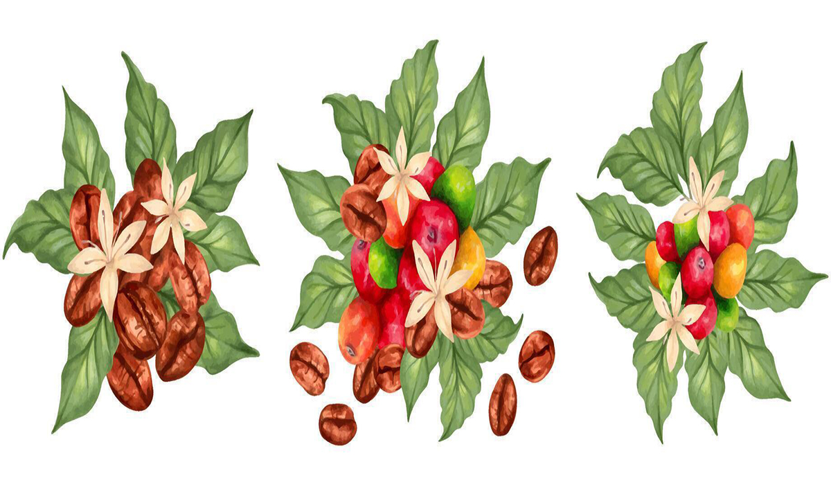 ارتباط عطر قهوه با طعم و اسیدیته قهوه
