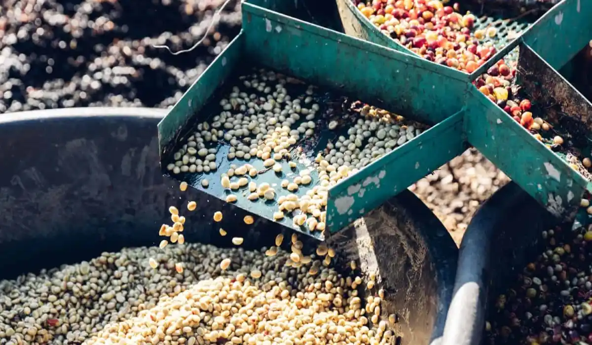 نحوه فرآوری قهوه