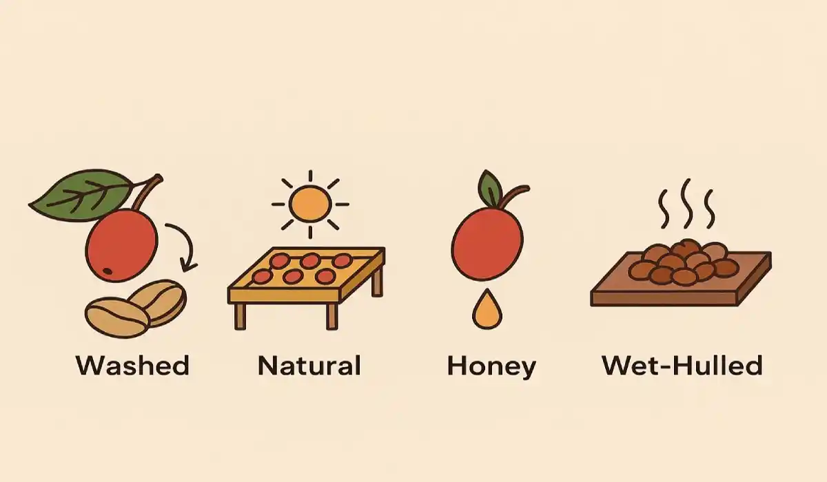 فرآوری قهوه چگونه است؟