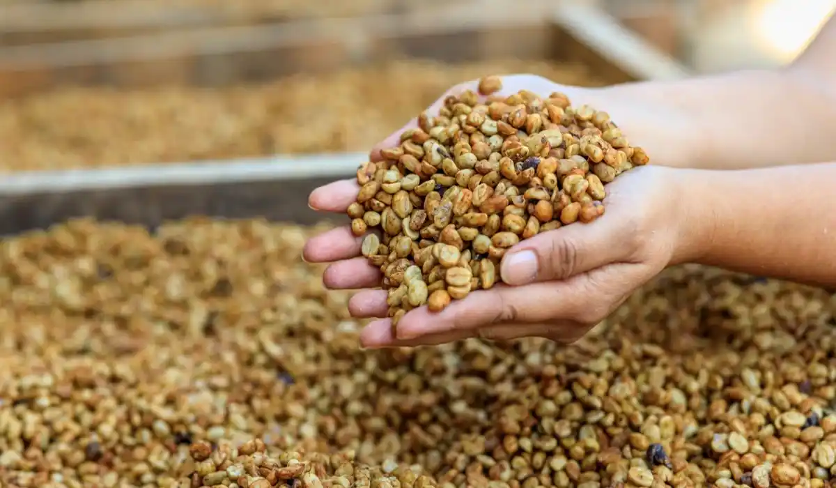 فرآوری قهوه