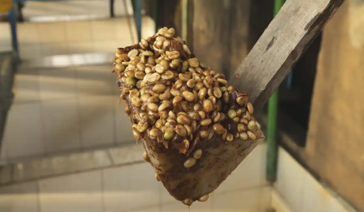 چطور بهترین روش فرآوری قهوه را انتخاب کنیم؟